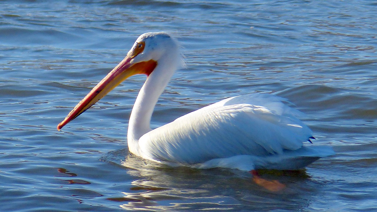 animal  bird  pelican free photo