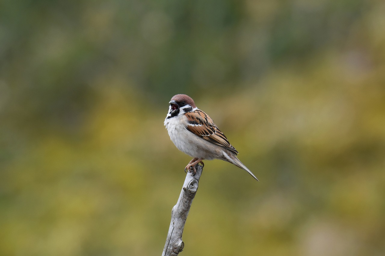 animal  bird  wild birds free photo