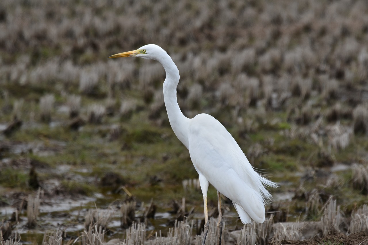 animal  yamada's rice fields  bird free photo