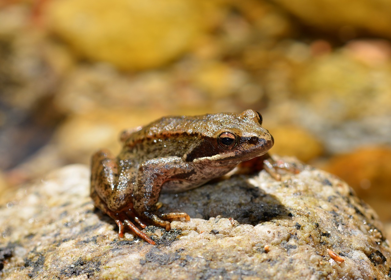 animal  animals  frog free photo