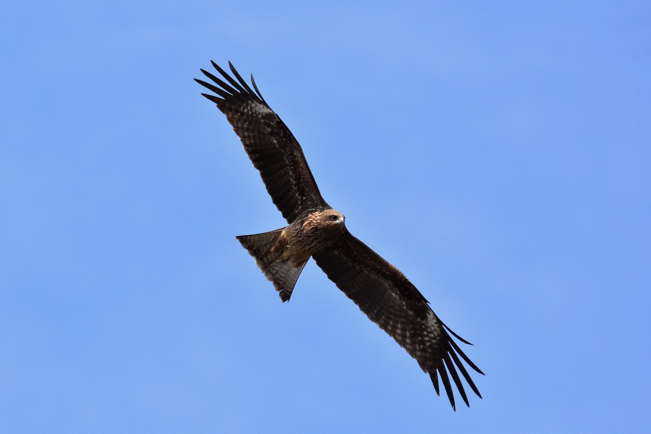 animal  sky  bird free photo