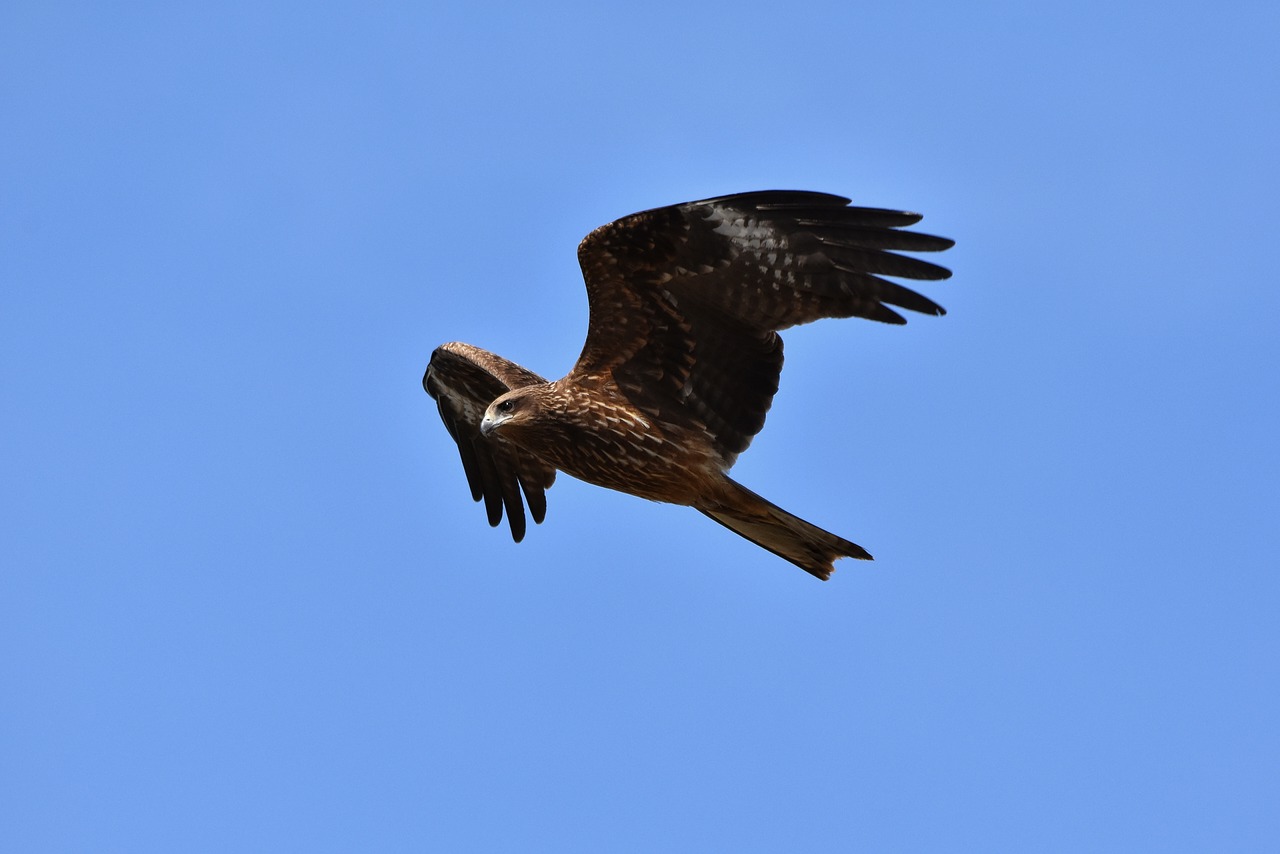 animal  sky  bird free photo