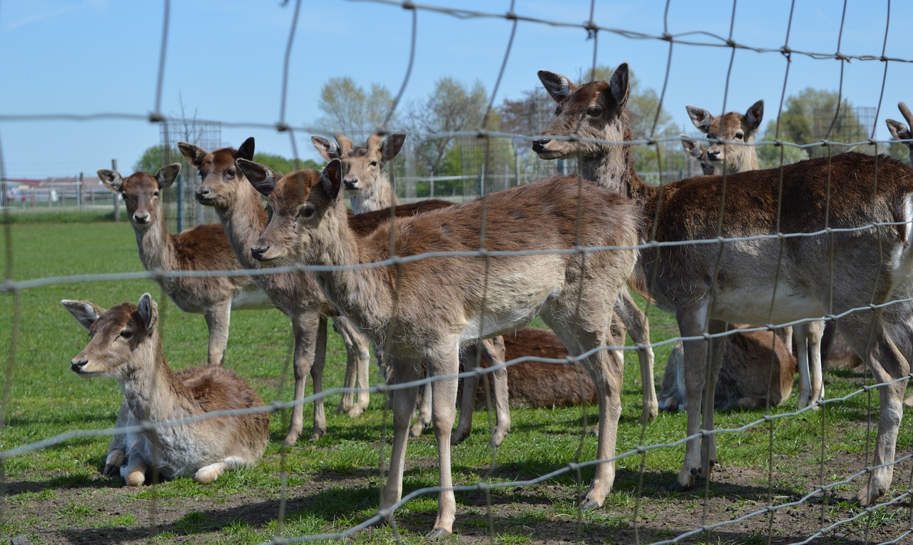 animal  nature  reindeer free photo