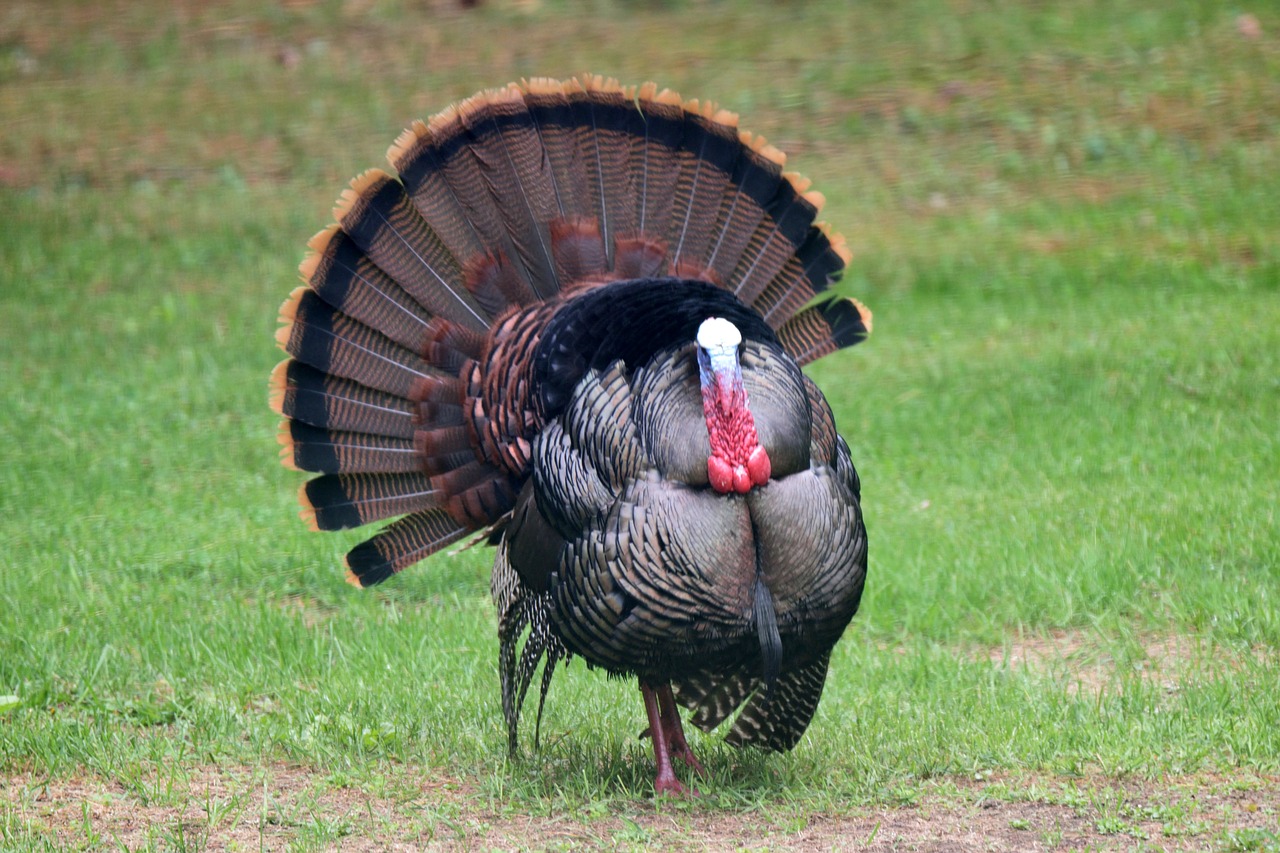 animal  bird  turkey free photo