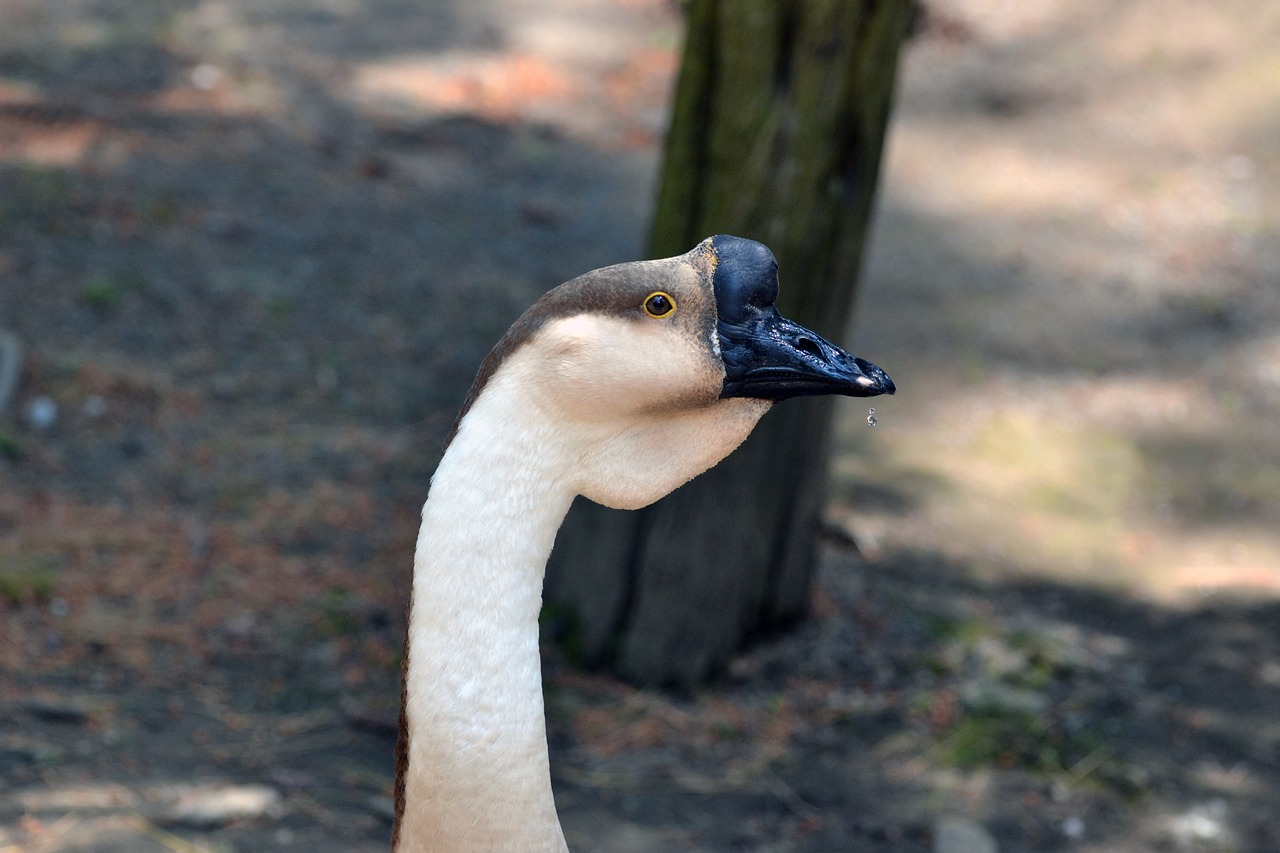 animal  bird  zoo free photo