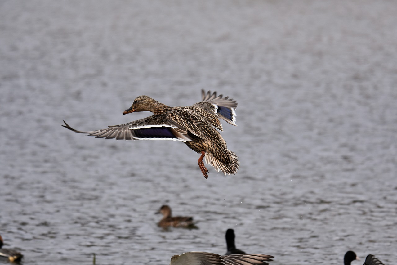 animal  lake  bird free photo