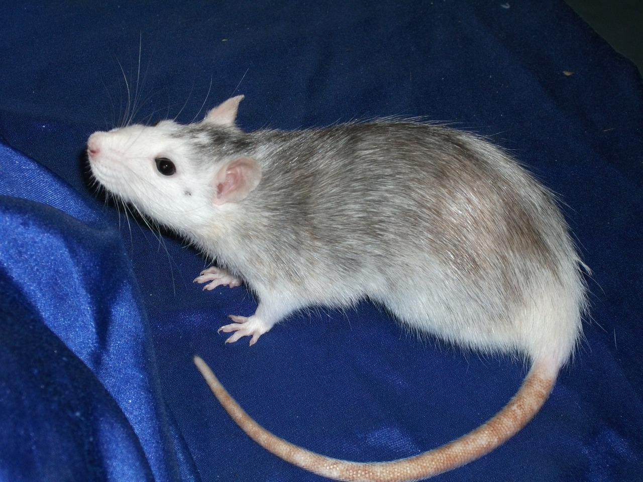 animal rat rodent free photo