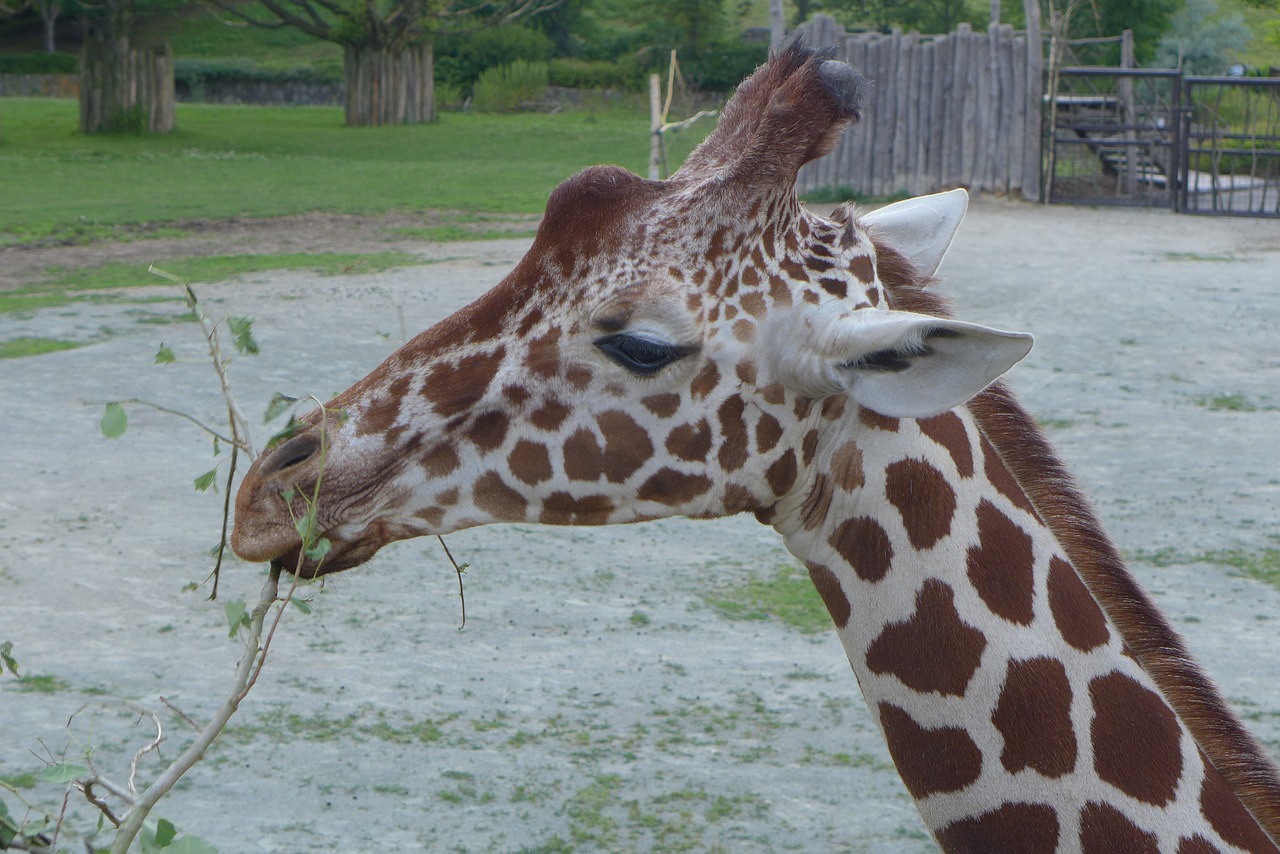 animal  giraffe  zoo free photo