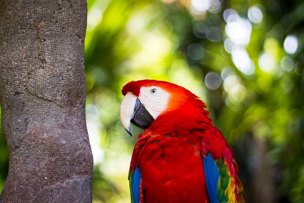 animal  bird  macaw free photo