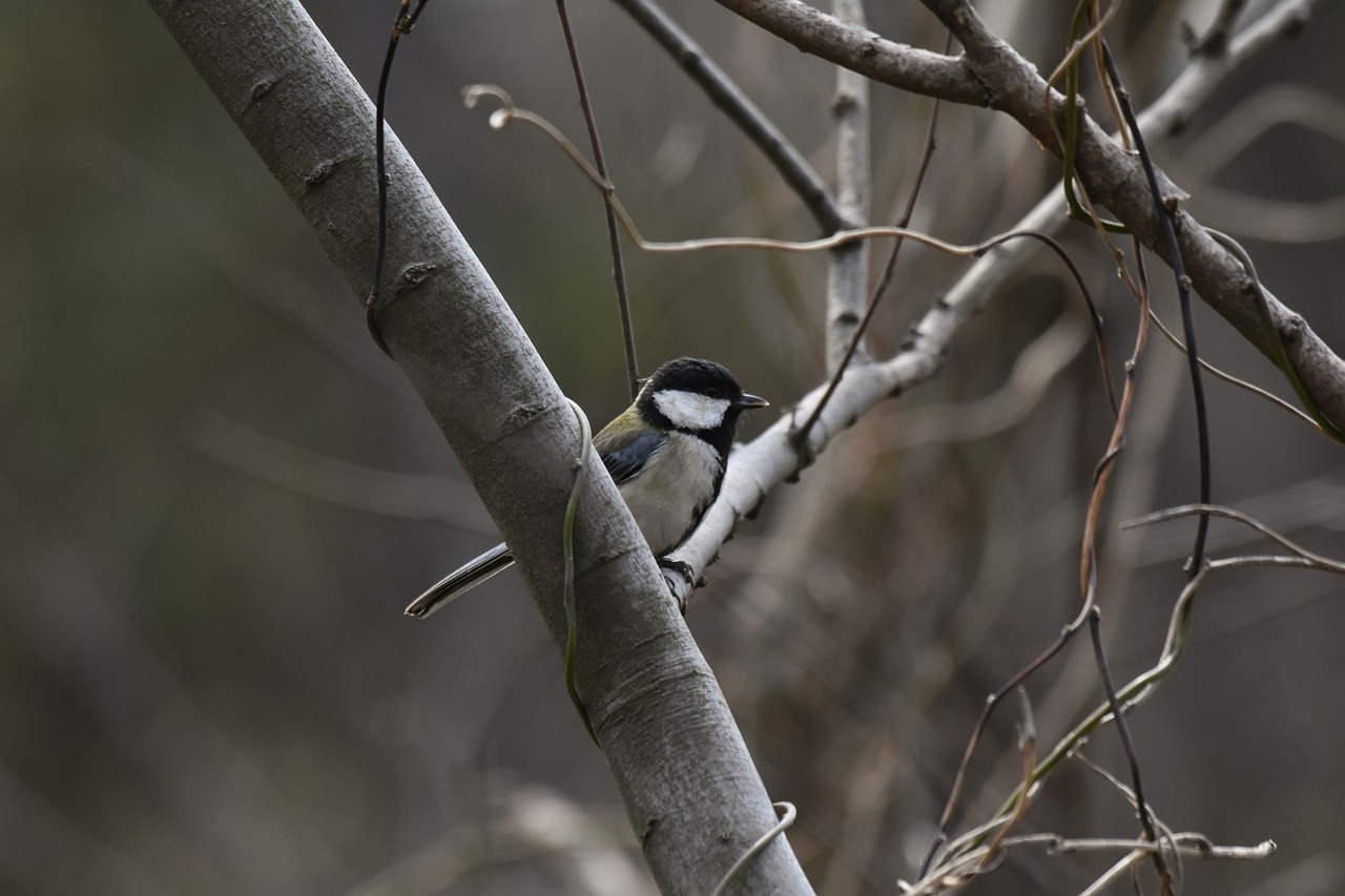 animal  forest  wood free photo