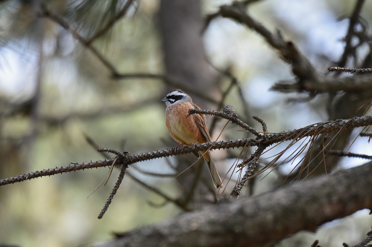 animal  forest  wood free photo