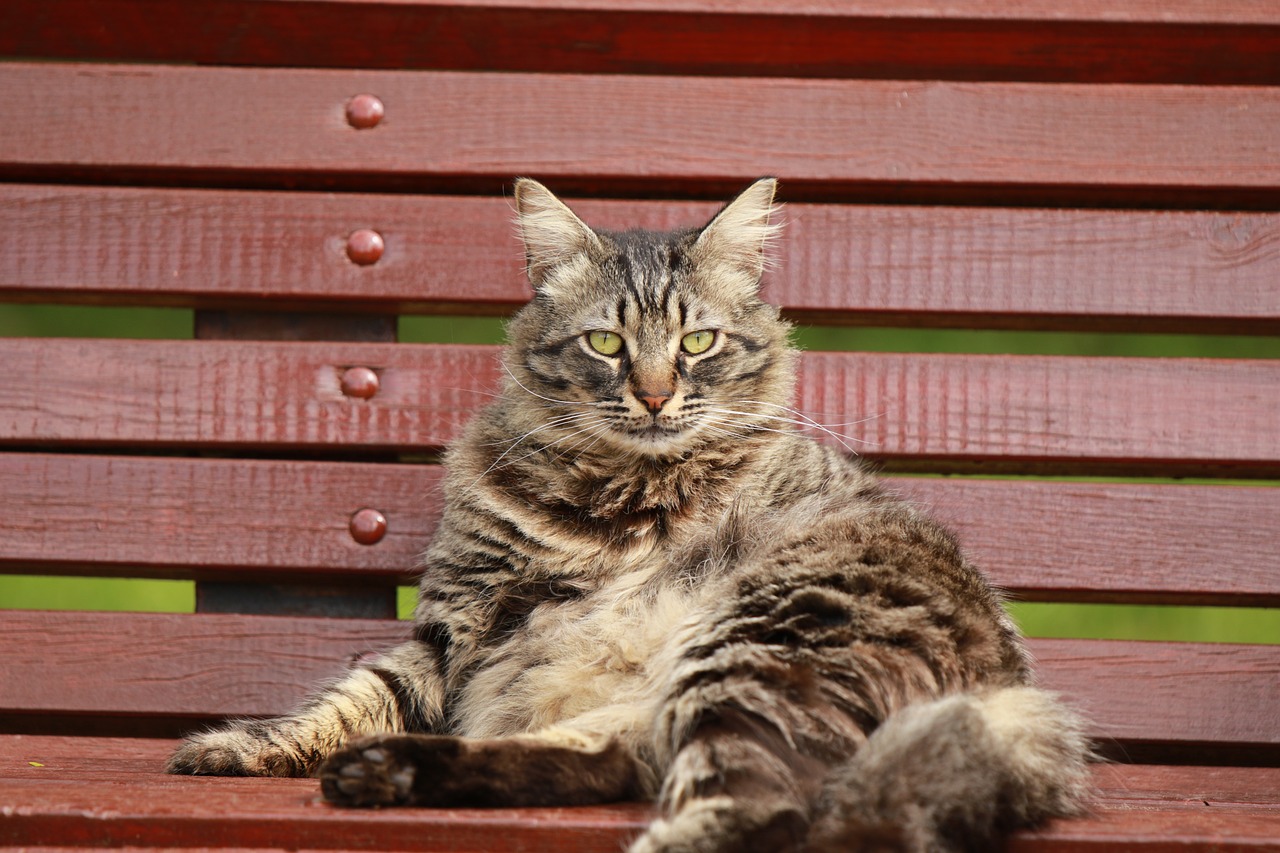 animal  cat  bench free photo