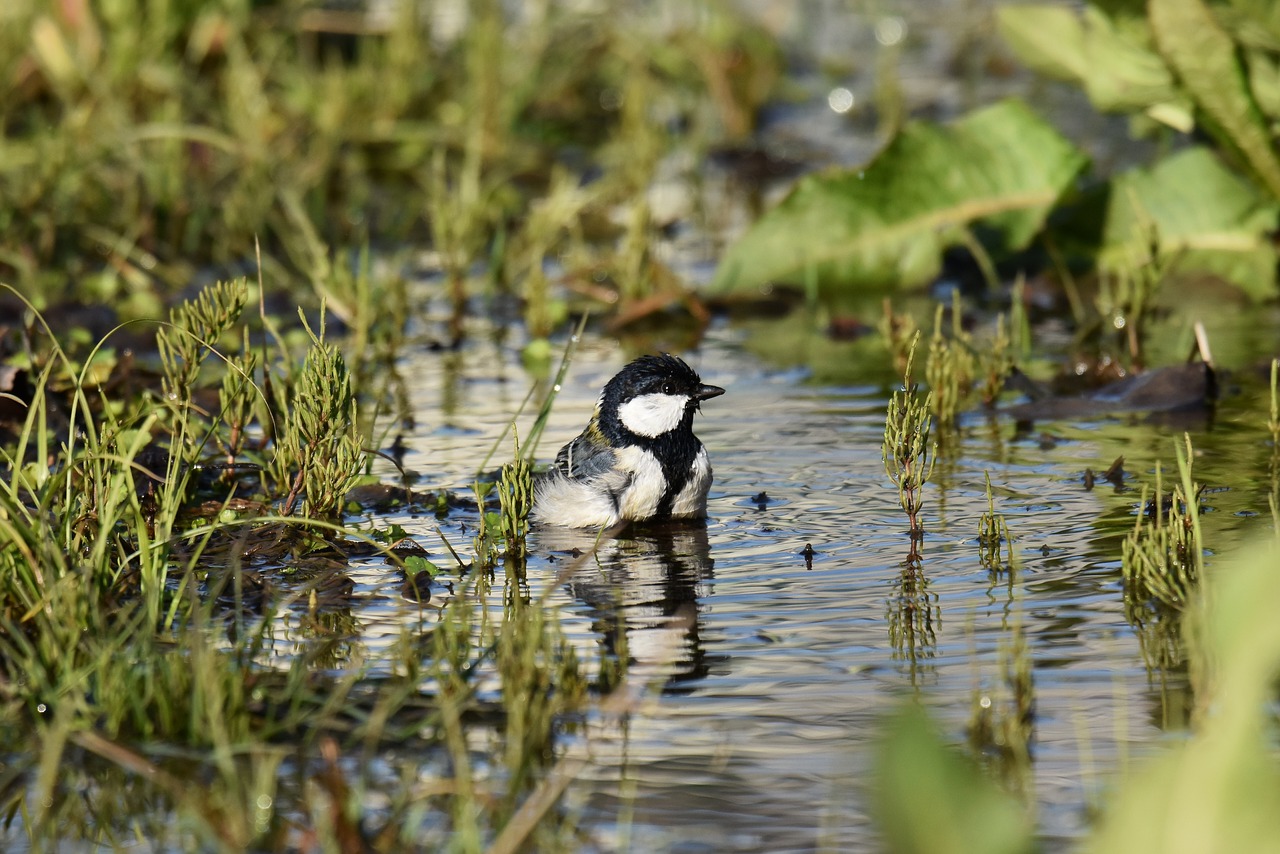 animal  grass  water free photo