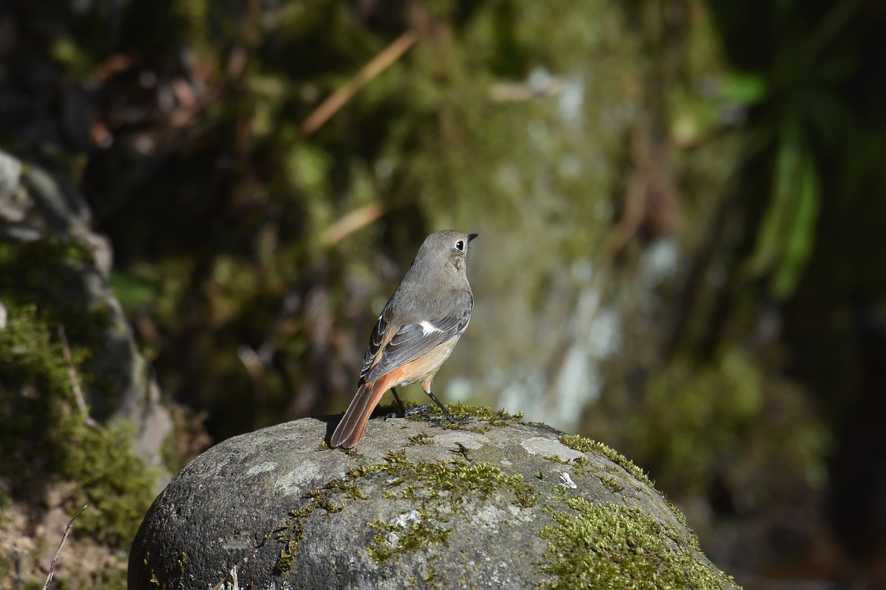 animal  forest  rock free photo