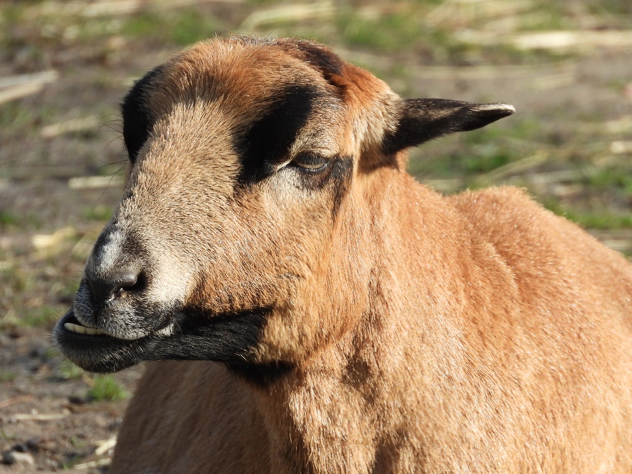 animal  goat  mammal free photo