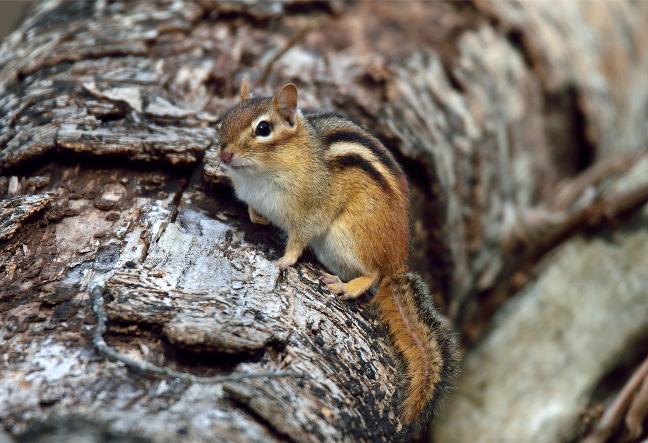 animal  chipmunk  nature free photo