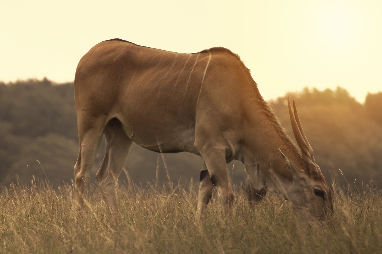 animal  antelope  africa free photo