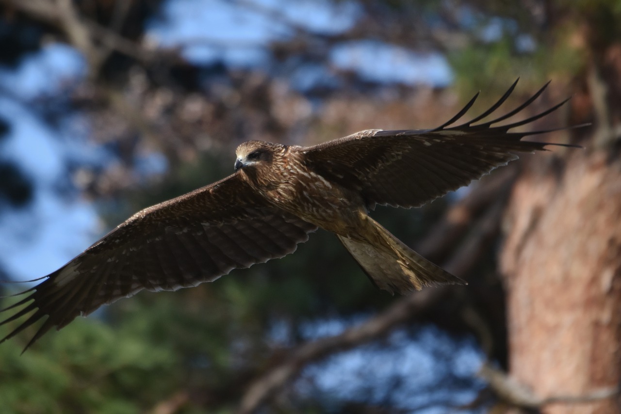 animal  wood  bird free photo