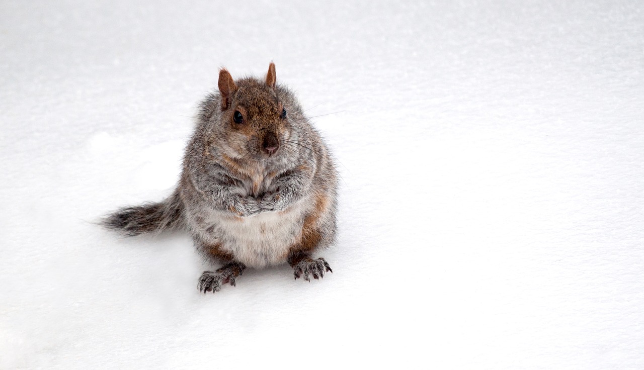 animal  squirrel  cute free photo