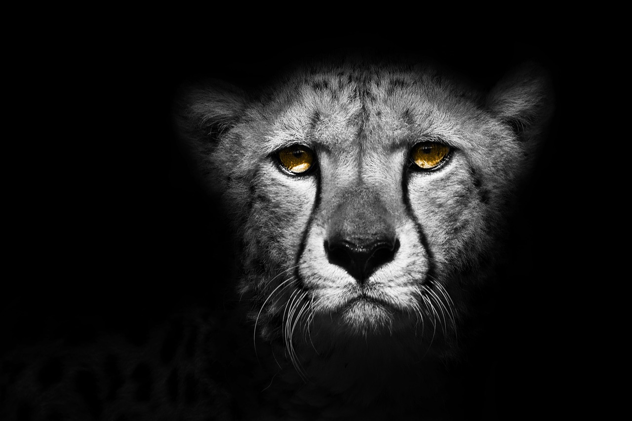 animal  cheetah  exotic free photo