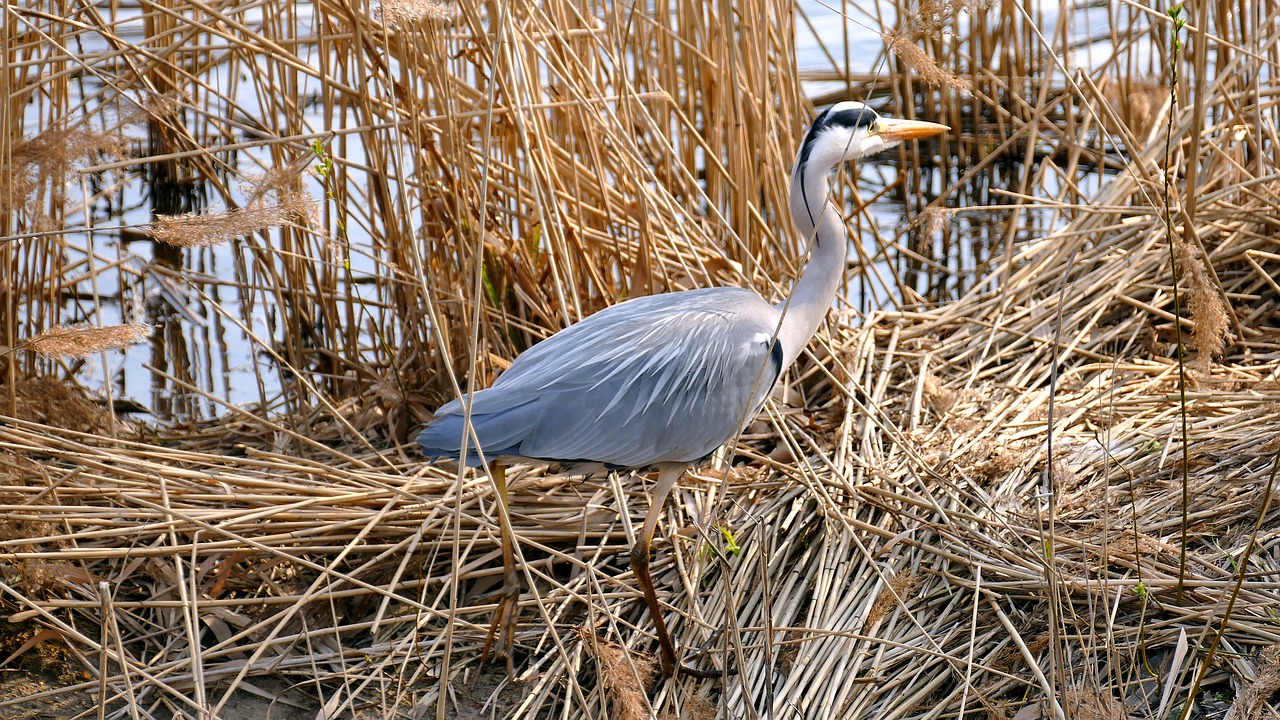 animal  bird  grey heron free photo