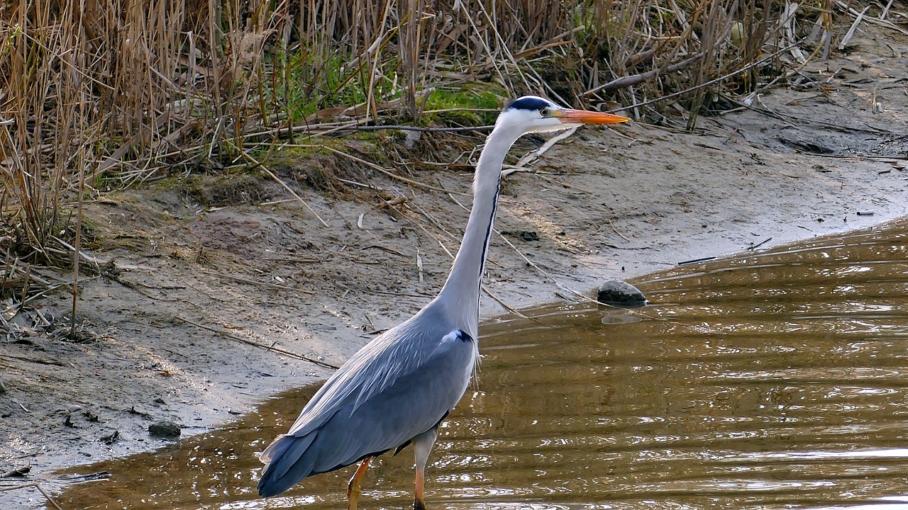 animal  grey heron  pond free photo