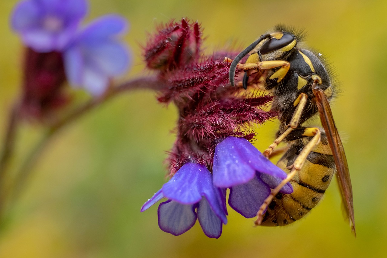 animal  greece  hornet free photo