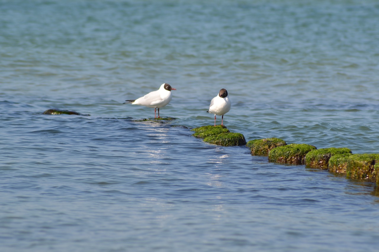 animal  birds  water free photo