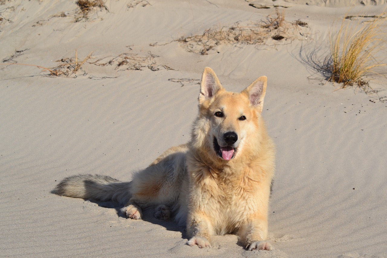 animal  beach  dog free photo