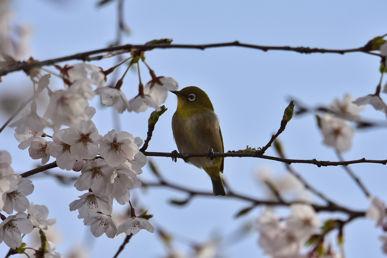 animal  plant  cherry blossoms free photo