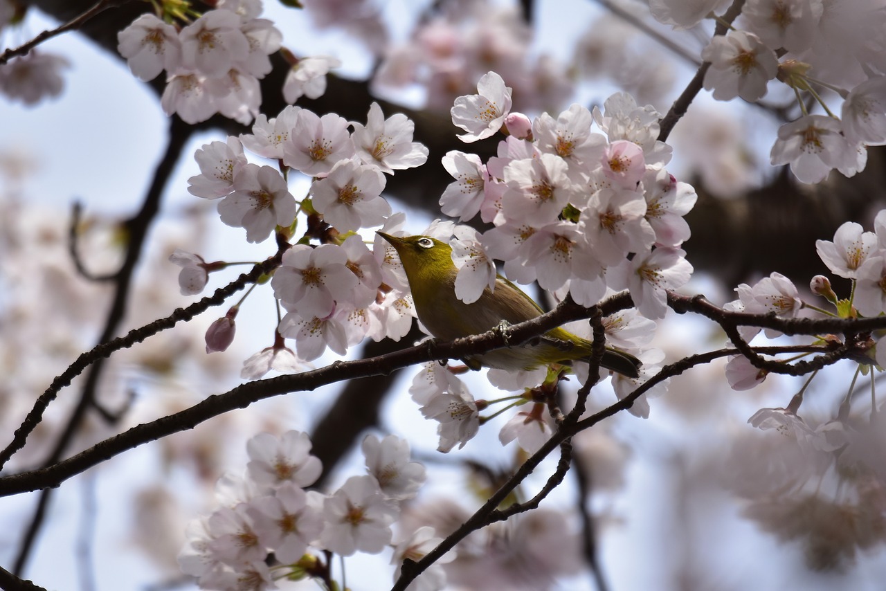 animal  plant  cherry blossoms free photo