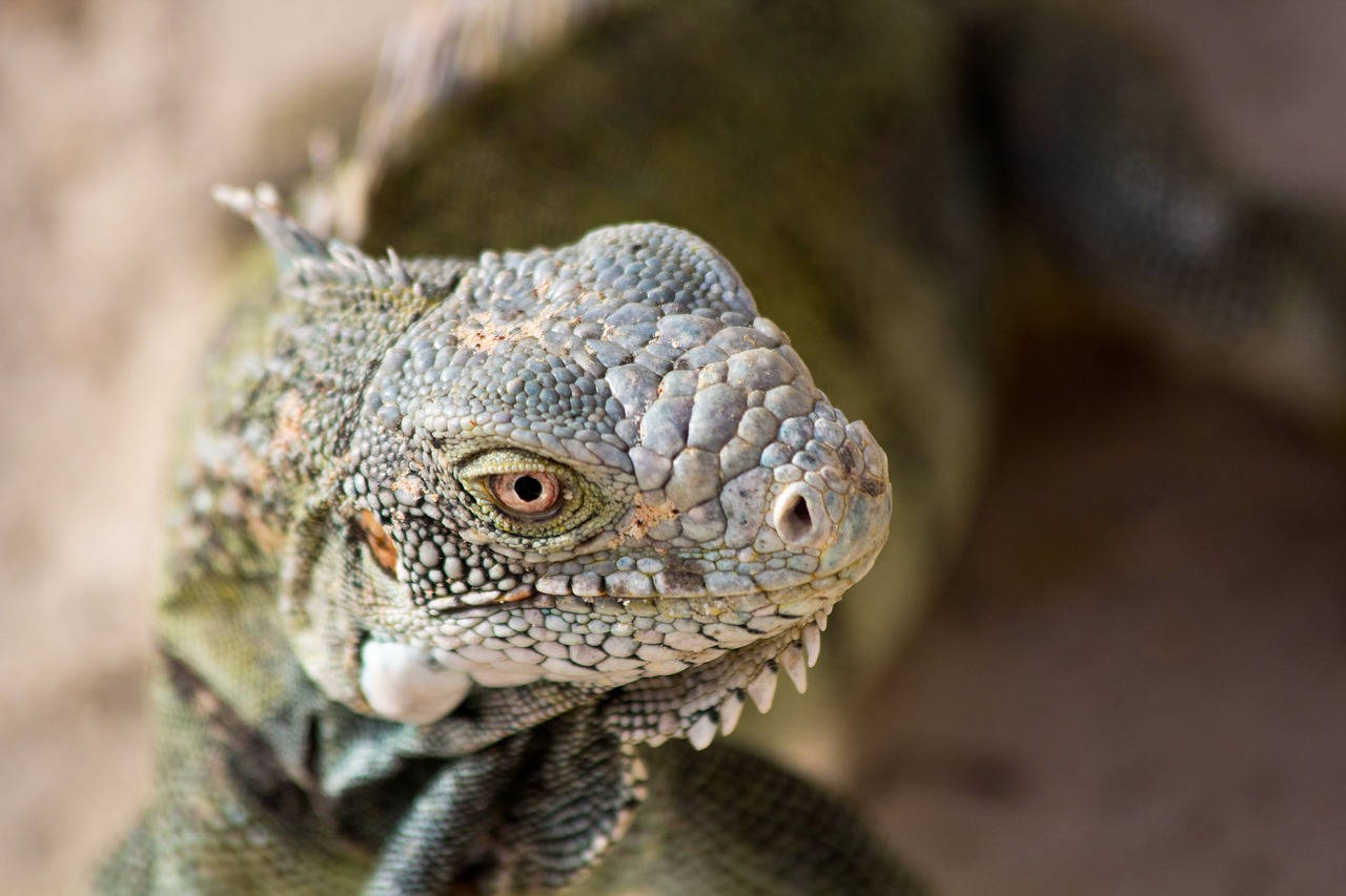 animal  iguana  curacao free photo