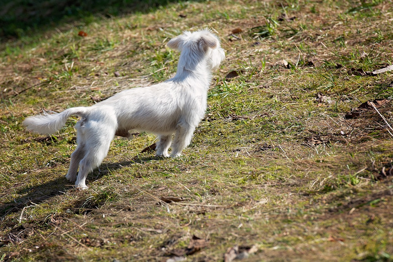 animal  dog  white free photo