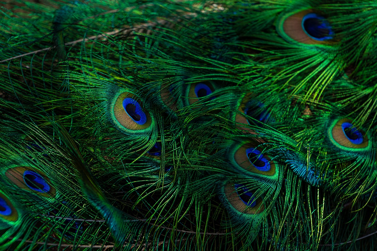 animal  plumage  blue peacock free photo