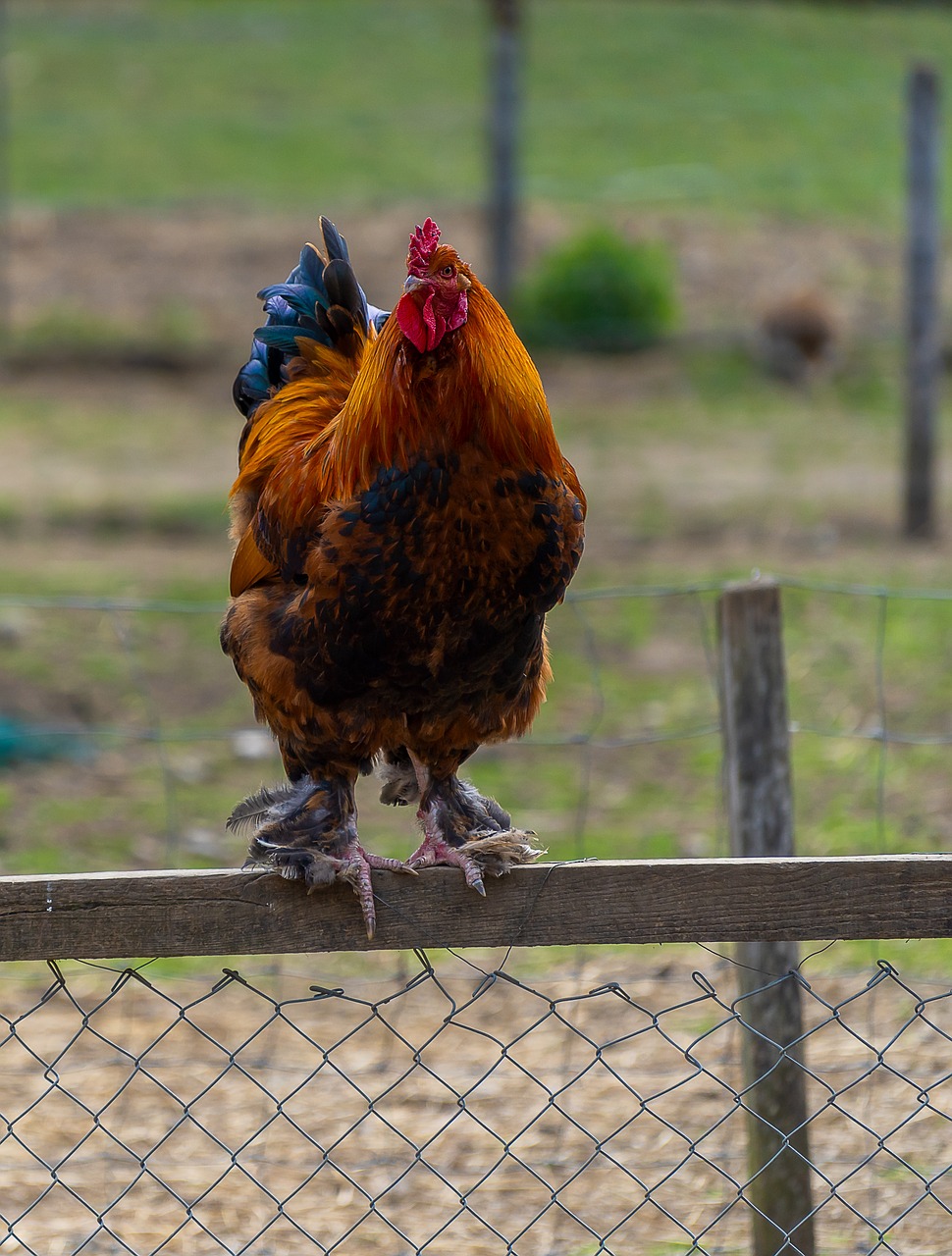 animal  hahn  bird free photo