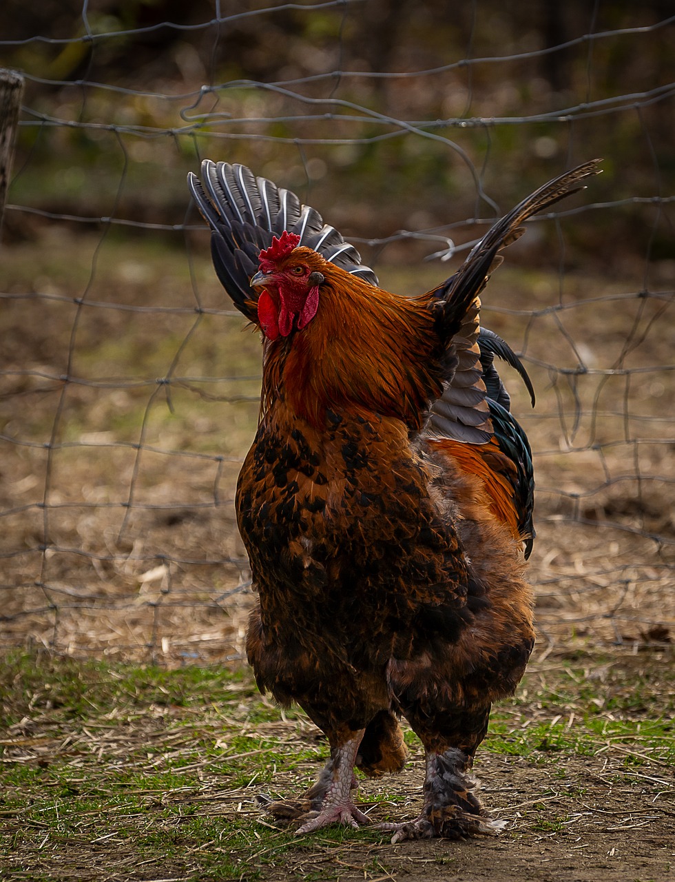 animal  hahn  bird free photo