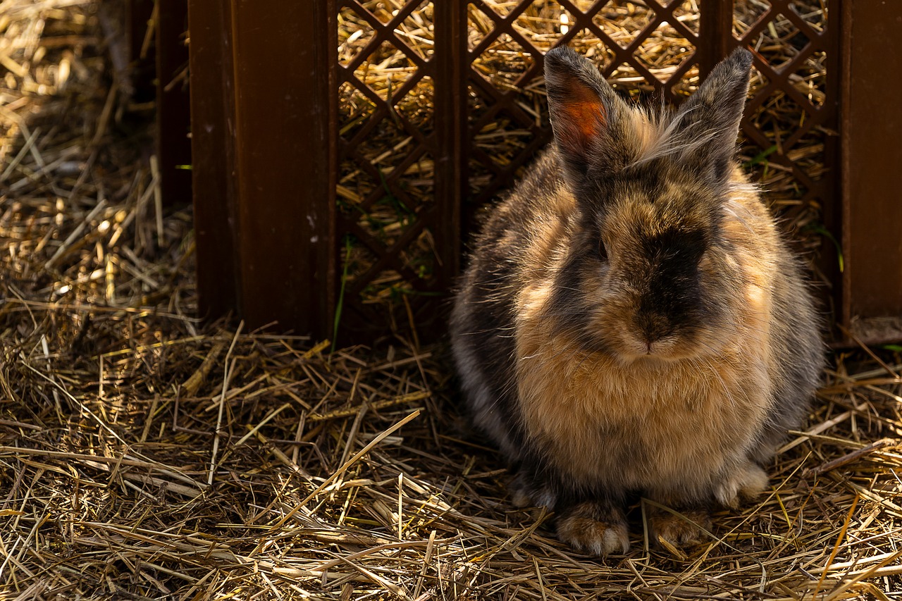 animal  hare  rabbit free photo