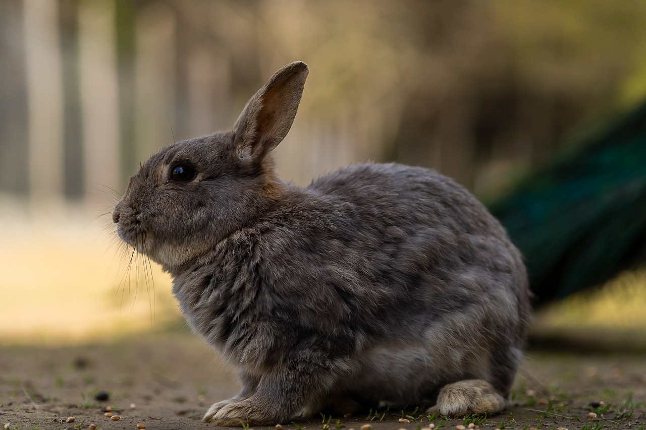 animal  hare  rabbit free photo