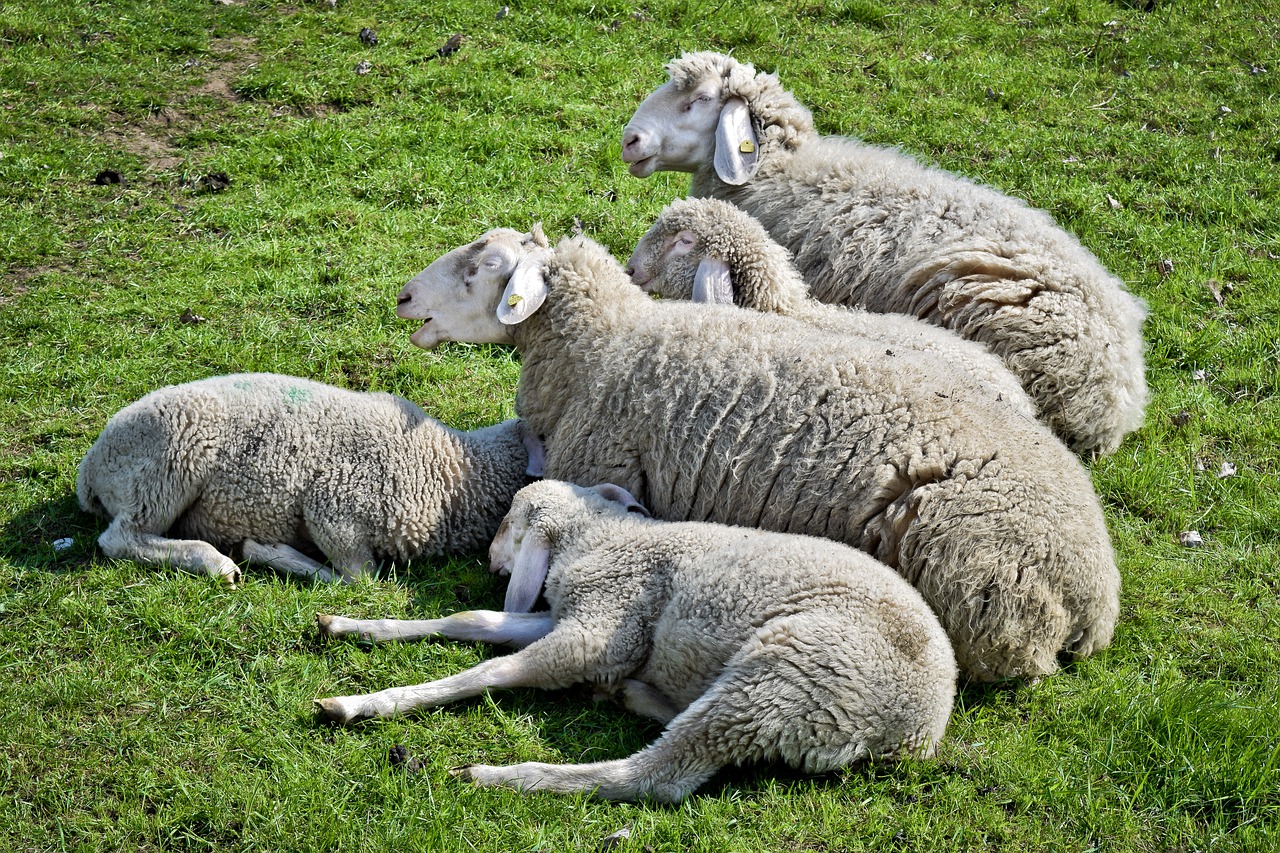 animal  sheep  lamb free photo