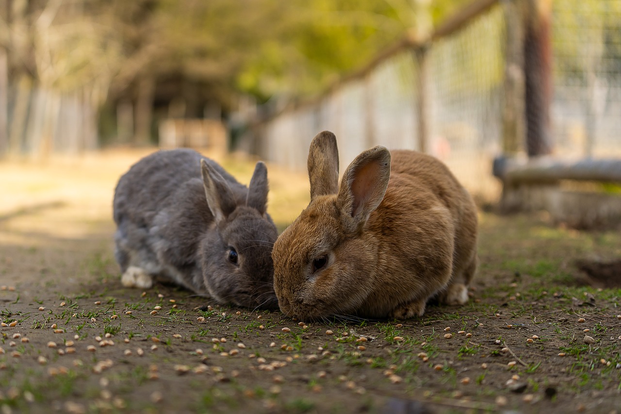 animal  hare  rabbit free photo