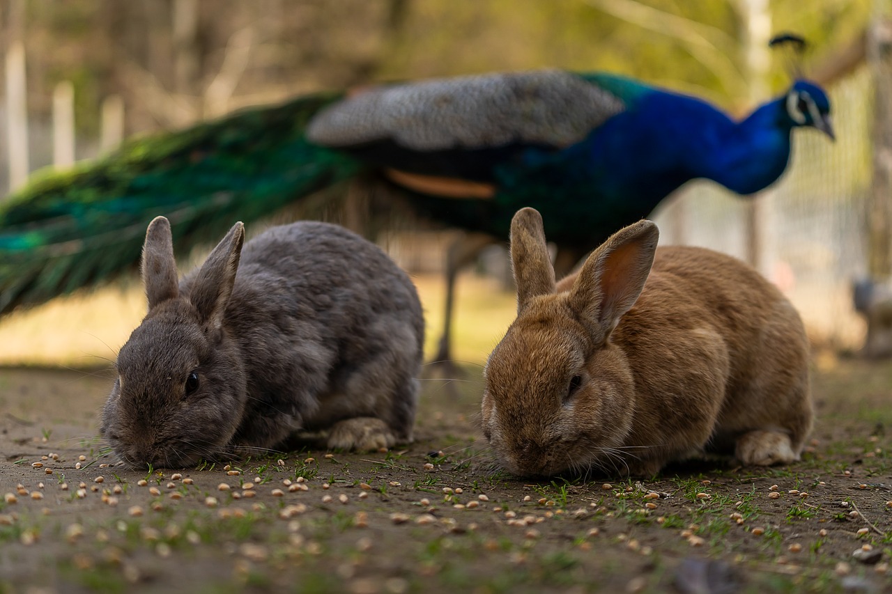 animal  hare  rabbit free photo