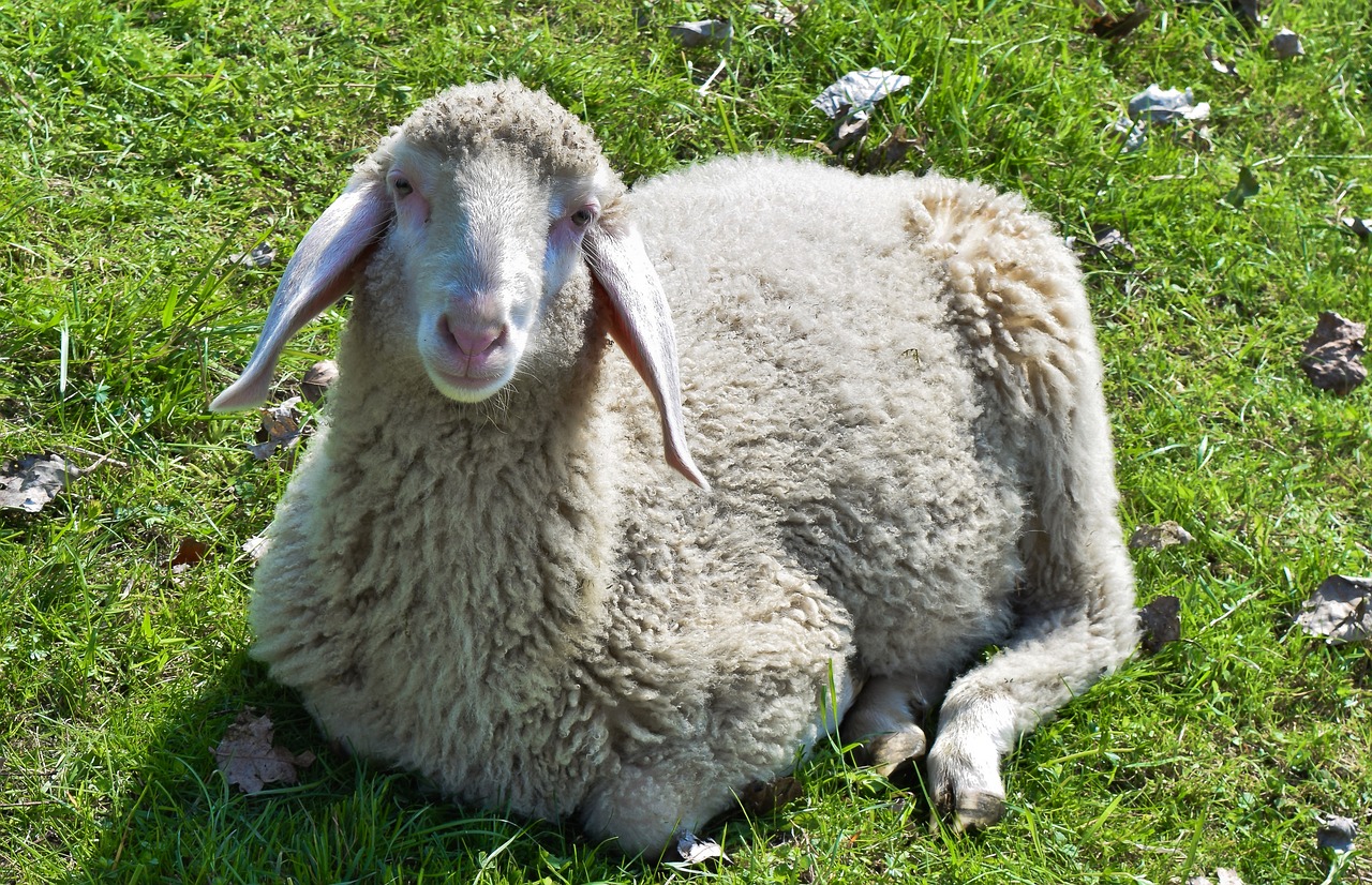 animal  sheep  lamb free photo