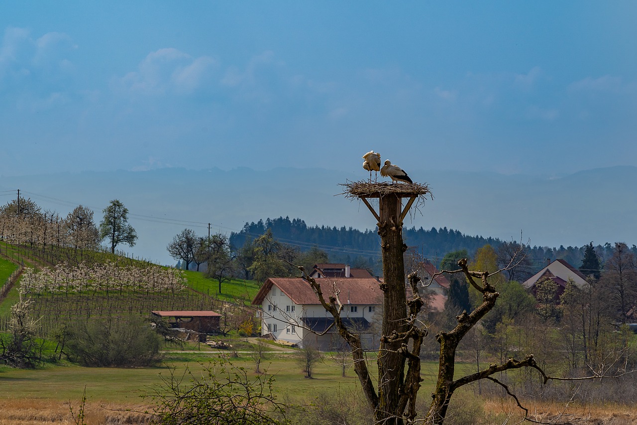 animal  bird  stork free photo