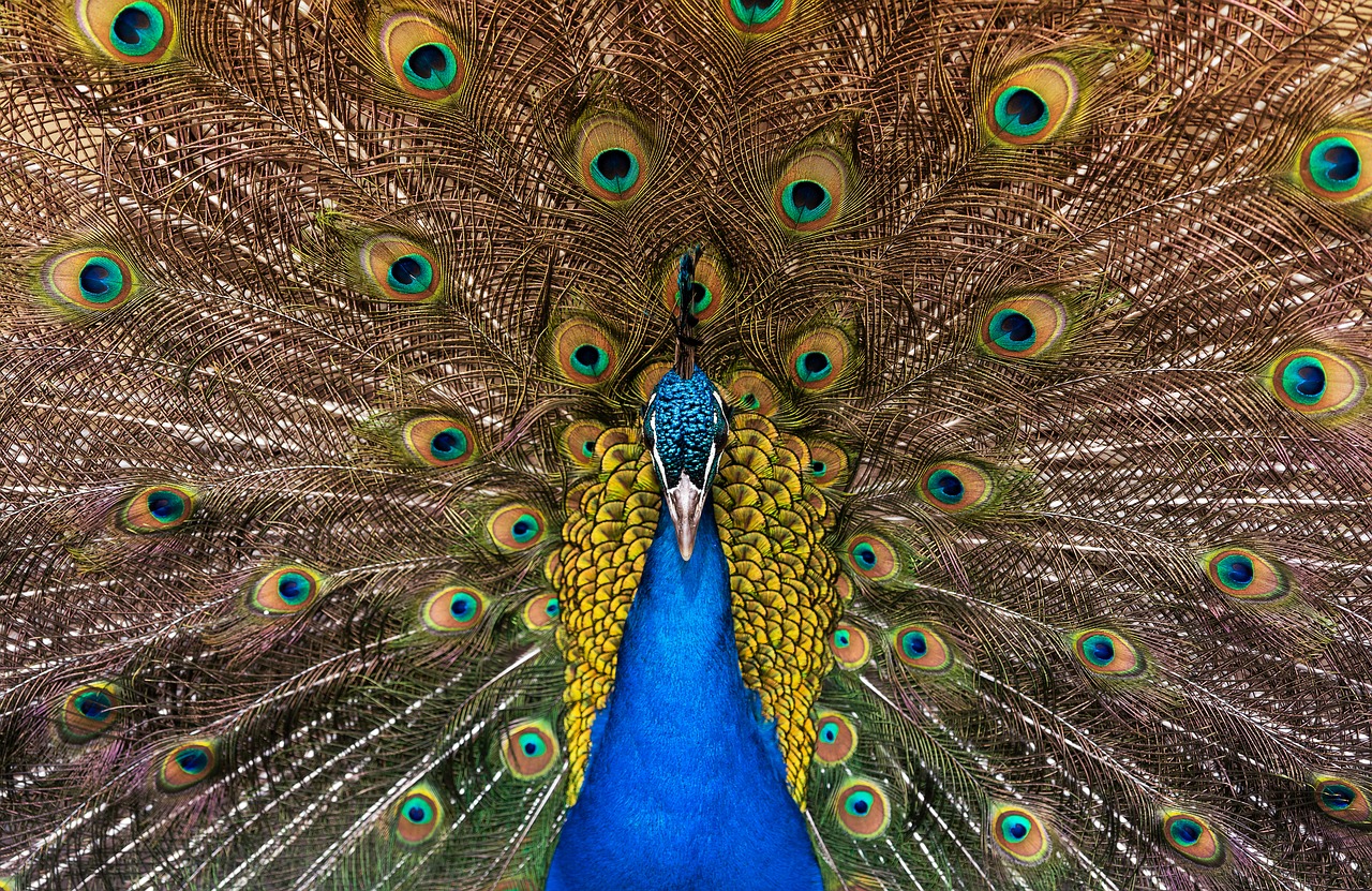 animal  bird  peacock free photo