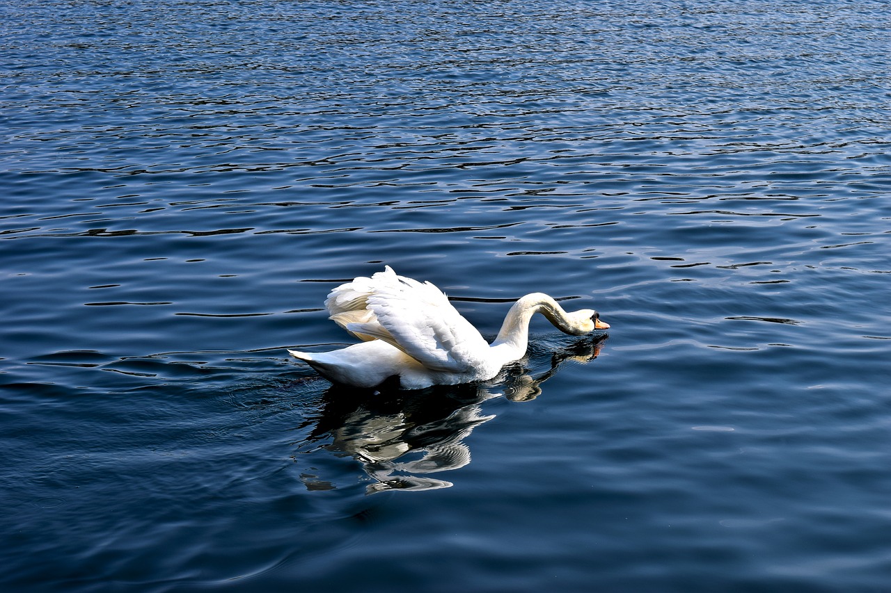 animal  swan  water free photo