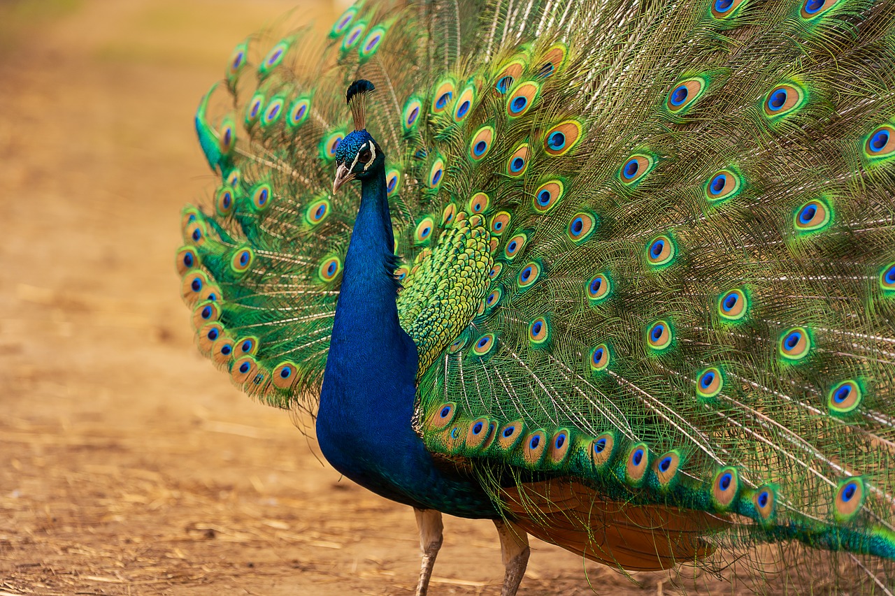 animal  bird  peacock free photo