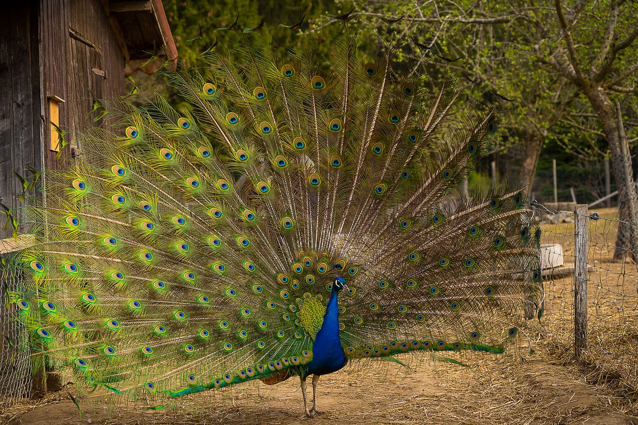 animal  bird  peacock free photo