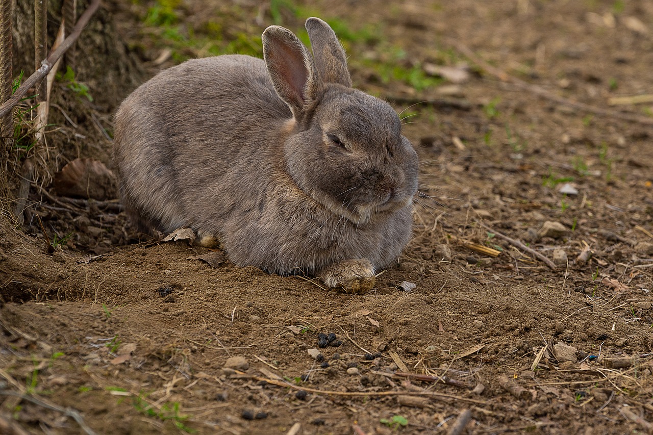 animal  mammal  hare free photo