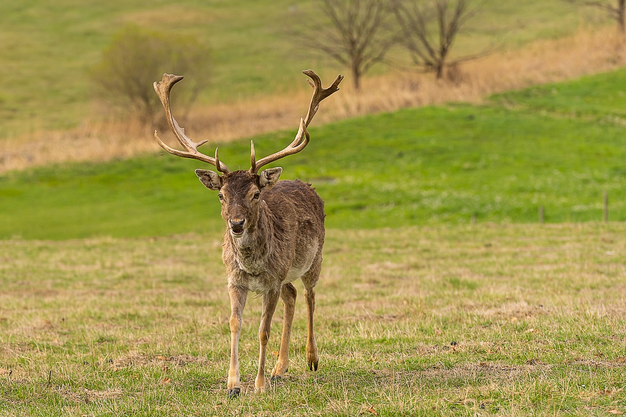 animal  wild animal  fallow deer free photo