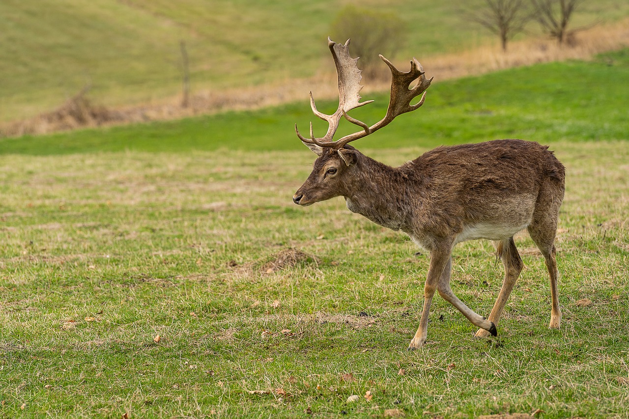 animal  wild animal  fallow deer free photo